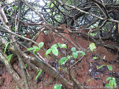 Termite Hill