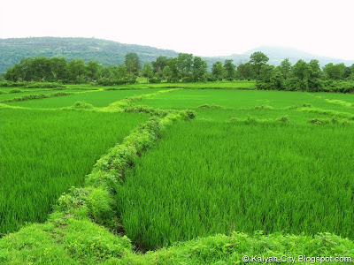 Village Farms