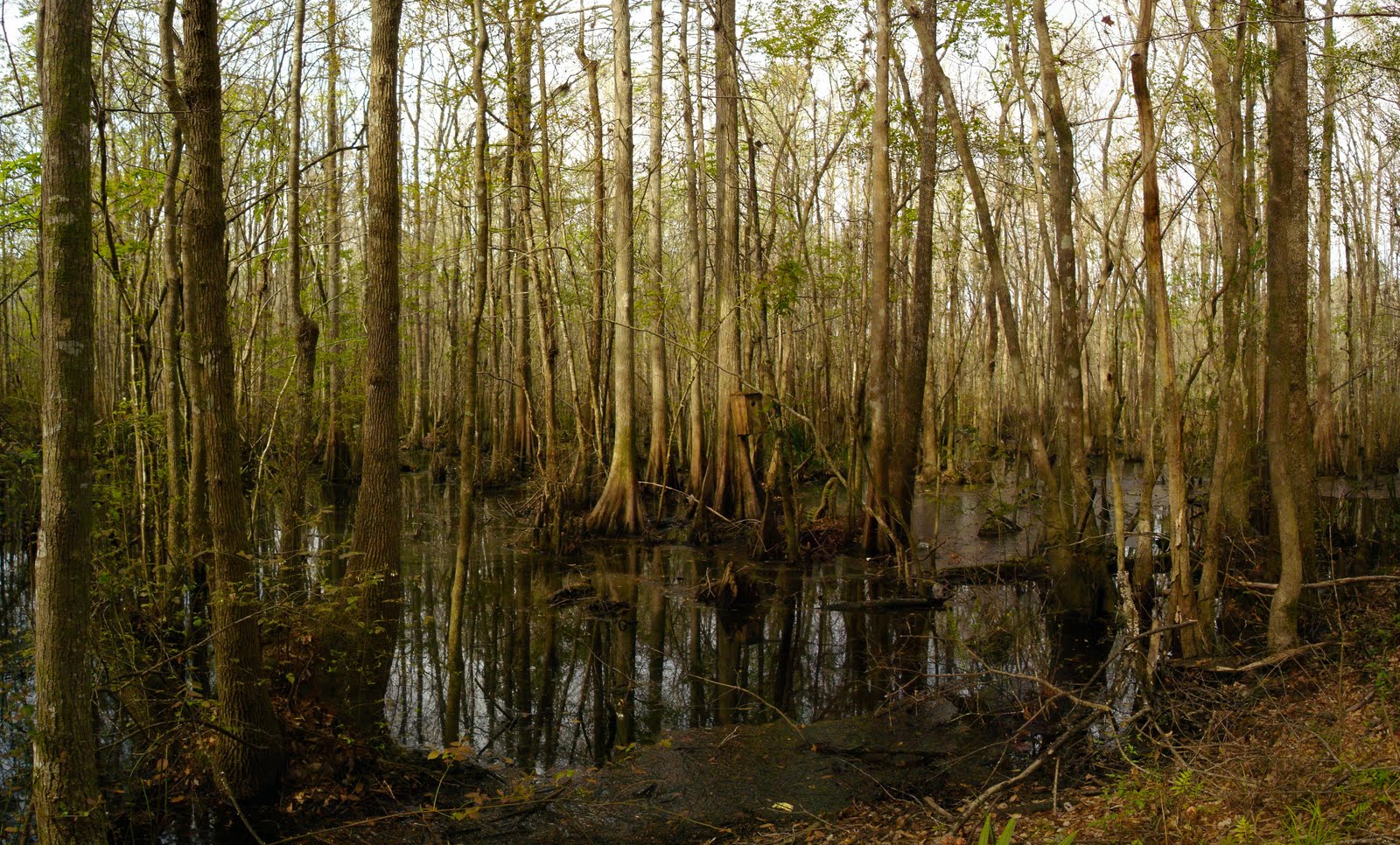 Heart of the Swamp