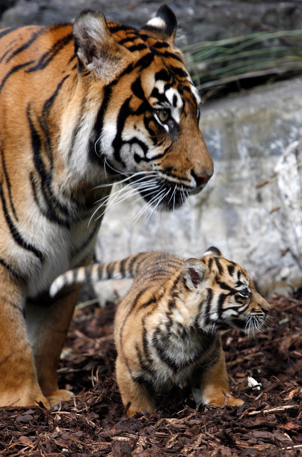 Сохранение тигров. Тигры любовь. Tigress and Cubs. The Baby Tigers Loved.