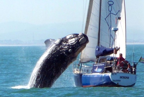 accident,breaching,cape,town,nature,photography,south,africa-23ab6895903dd8c42fac9b7c030f326c_h.jpg