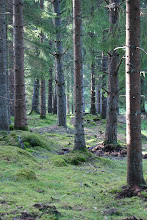 Mitt i trollskogen