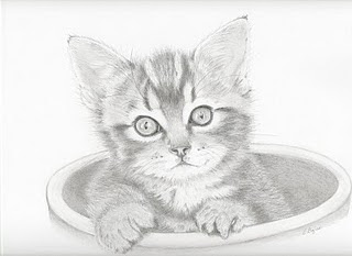Pencil Drawings Potted Kitten