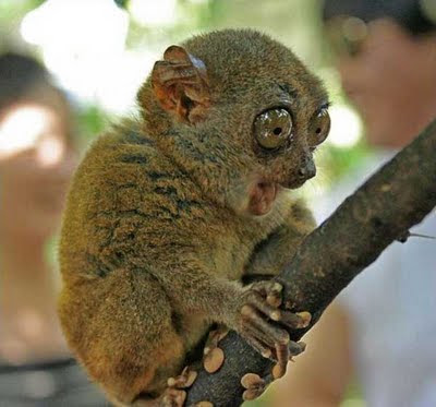 Slow+loris.jpg