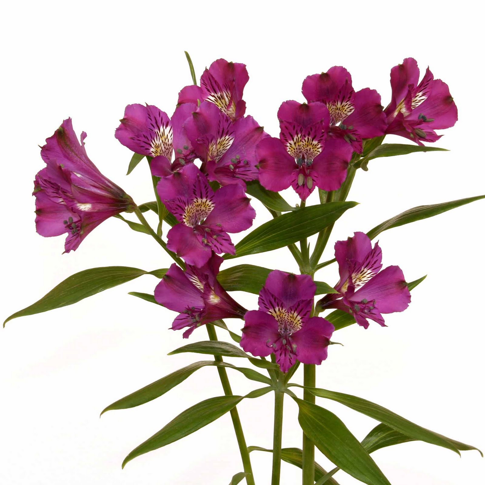 FLORES COLOMBIANAS: astromelias