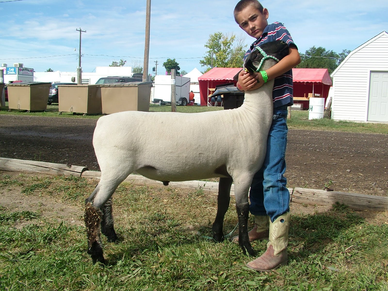 Judging Livestock from the Fence Sheep & Meat Goat Judging