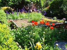 Vegetable Kingdom