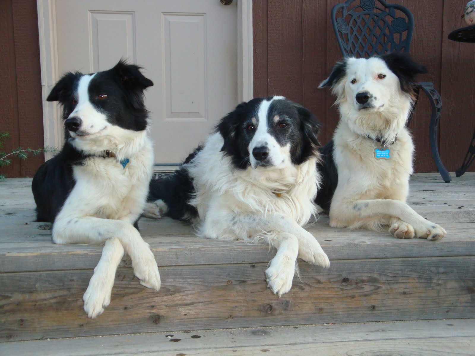 Three BCs and.. Working THREE Border Collies at ONE time