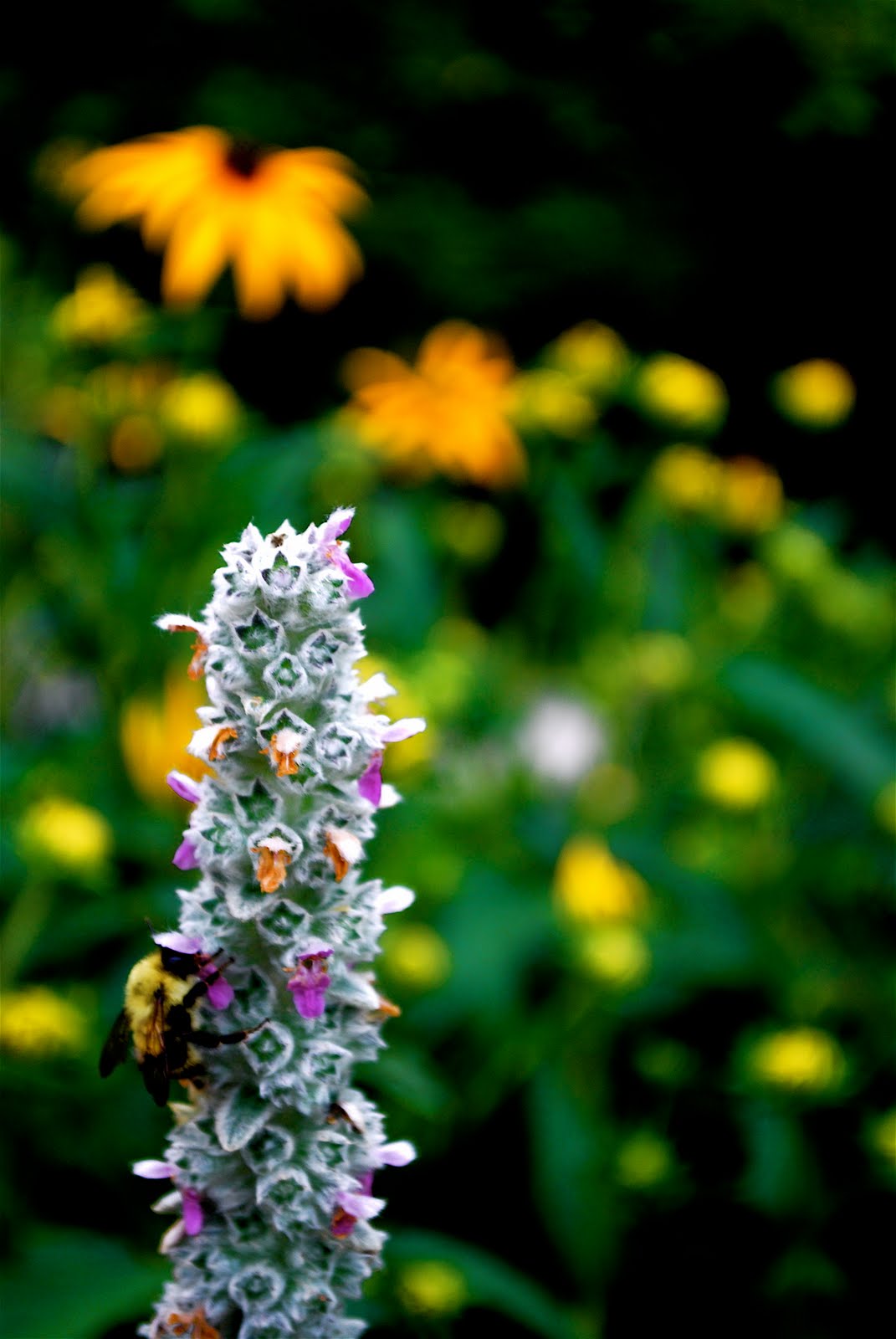Carolyn Hadden Photography flowers are boring