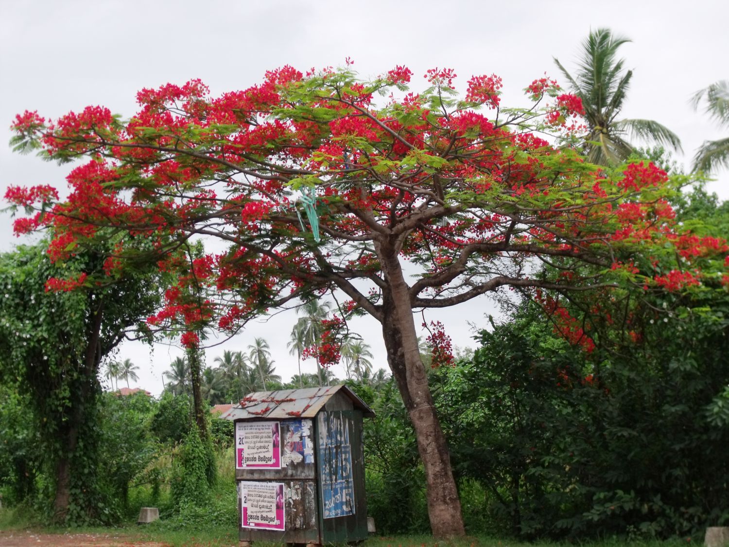 philipveerasingam Flowering tree on the road to Negombo from Colombo