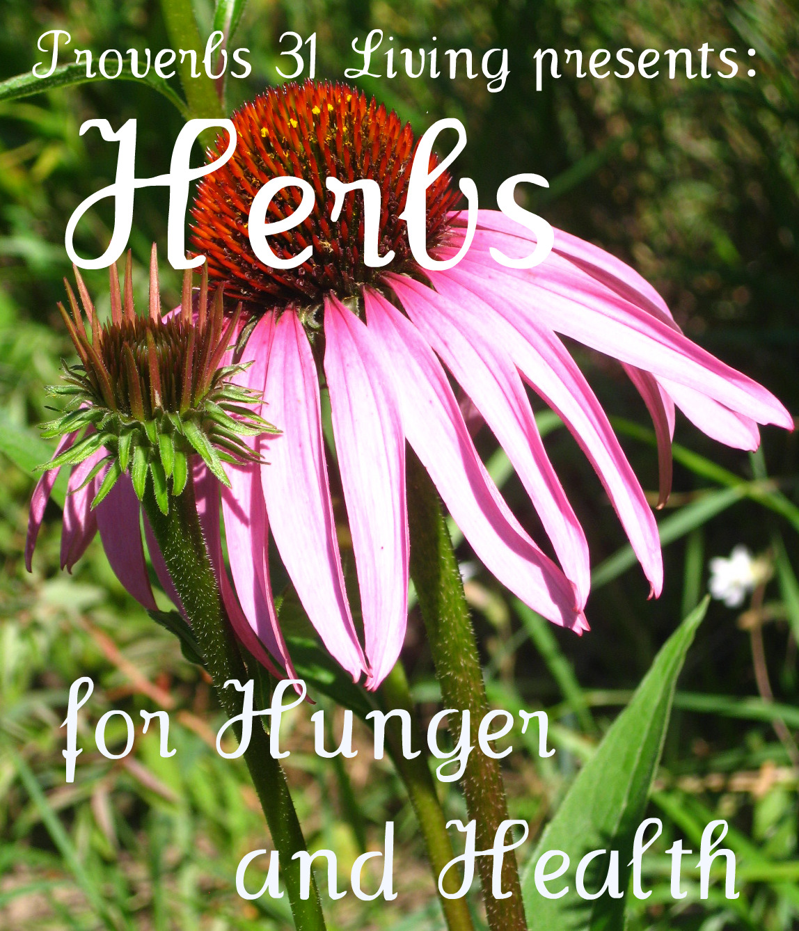 Proverbs 31 Living Parsley {Herbs for Health and Hunger}