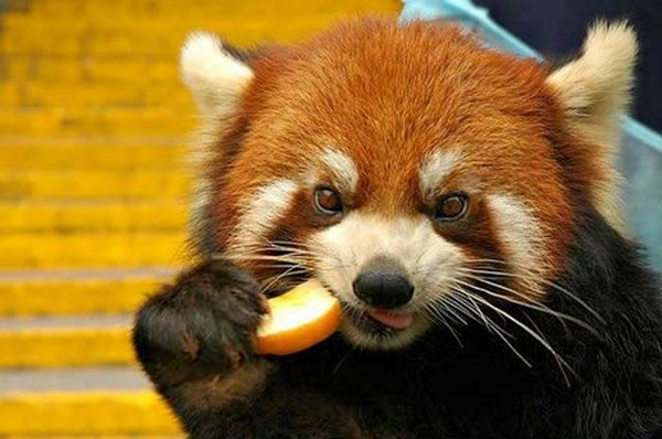funnymals__14.jpg