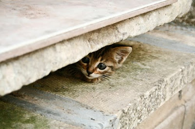 hiding+kitten+2.jpg