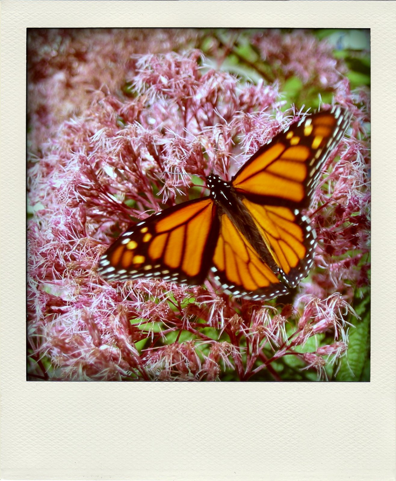 [monarch+w+open+wings-pola.jpg]