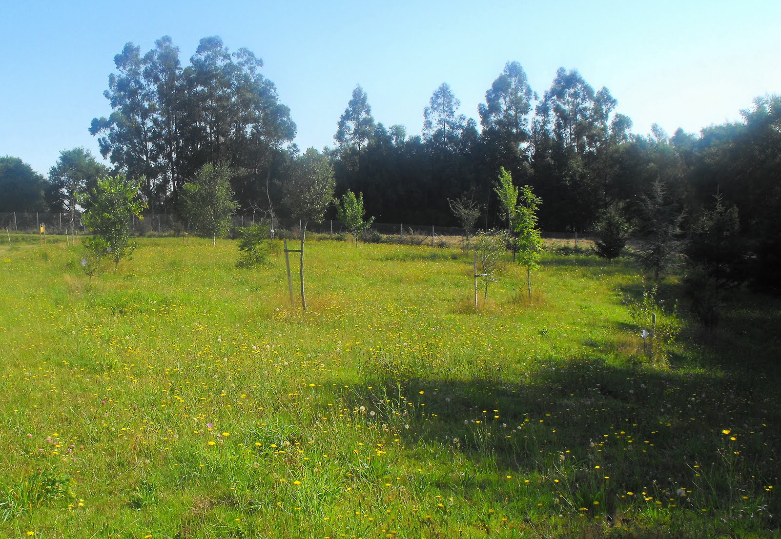 [agosto+verde+16.jpg]