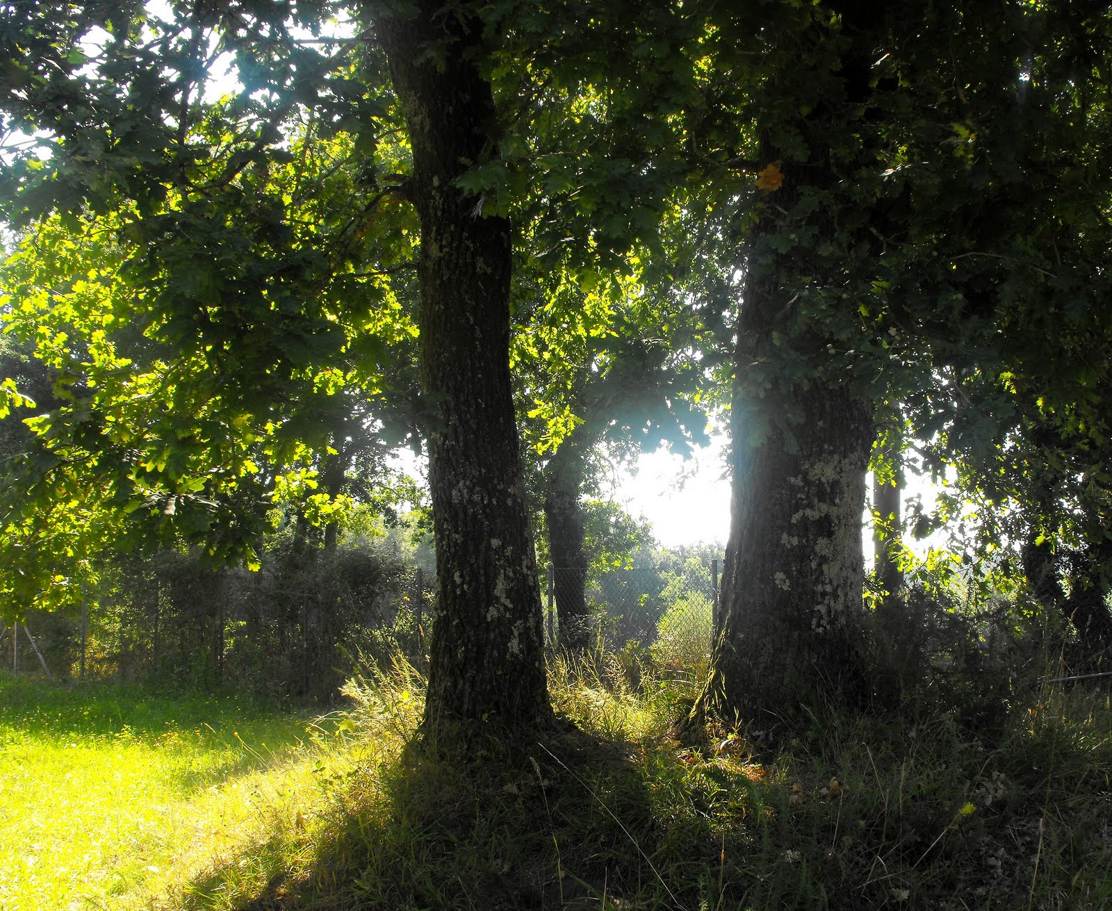 [agosto+verde+3.jpg]