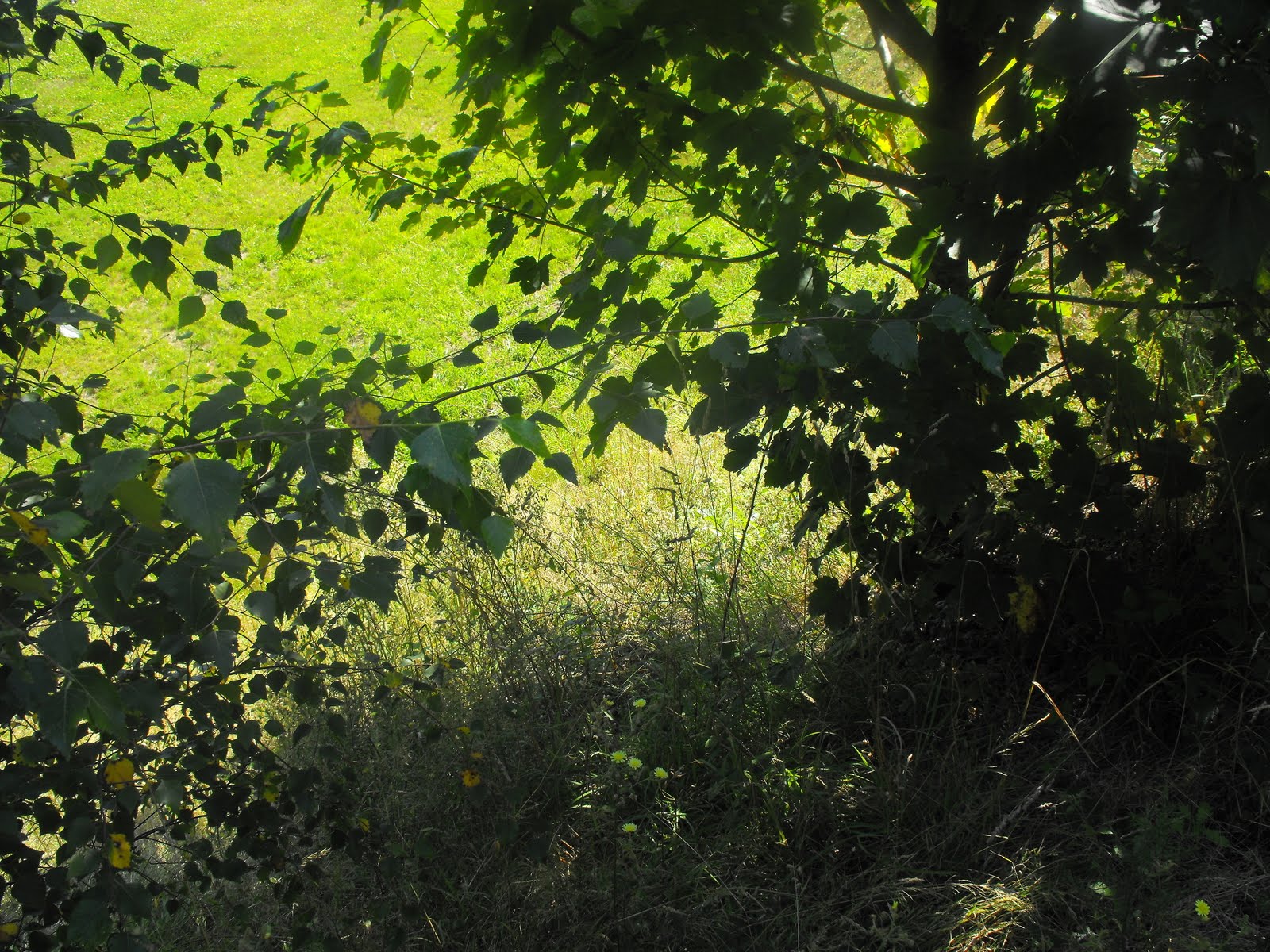 [verde+agosto+5.jpg]