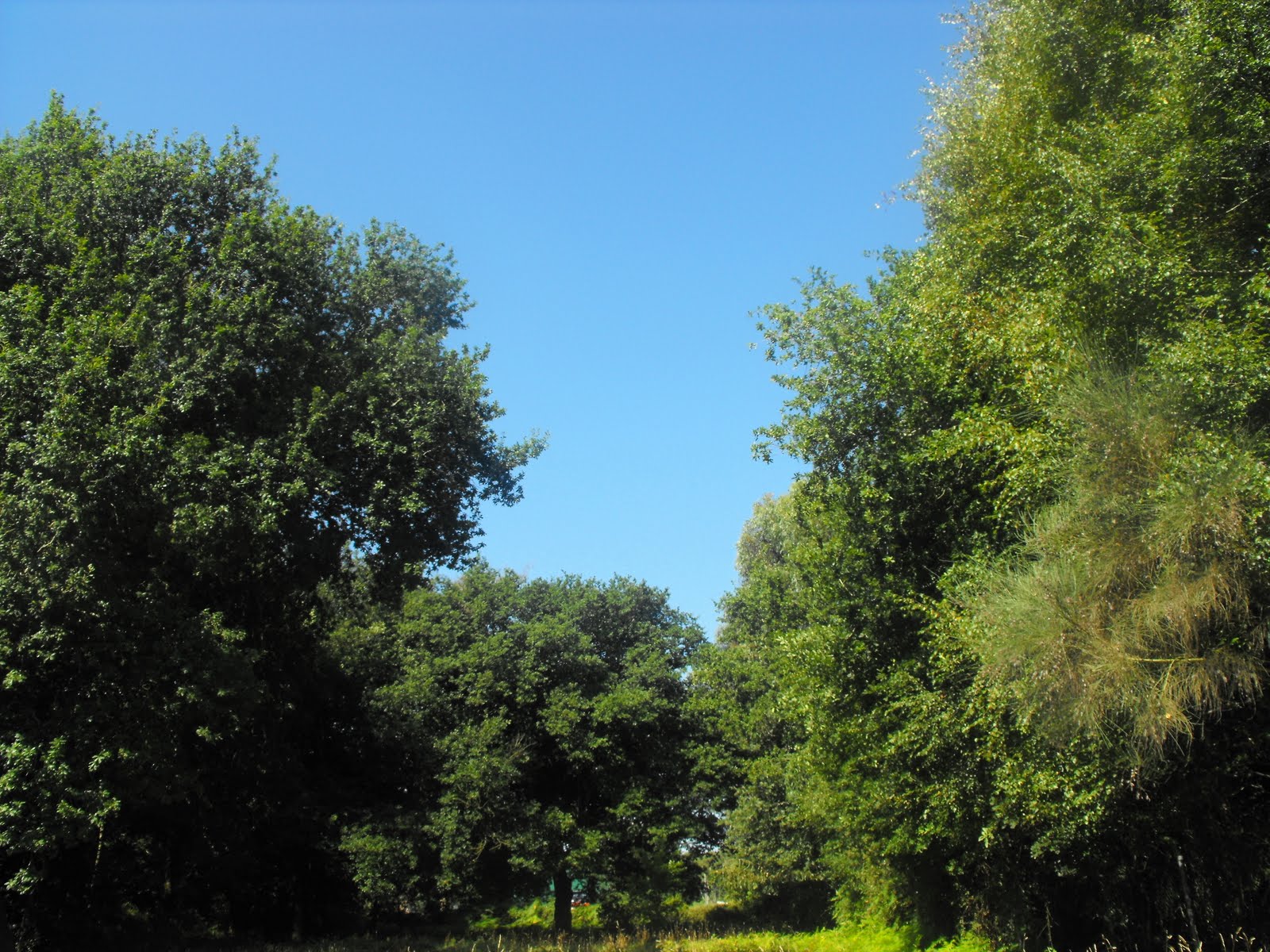 [verde+agosto+7.jpg]