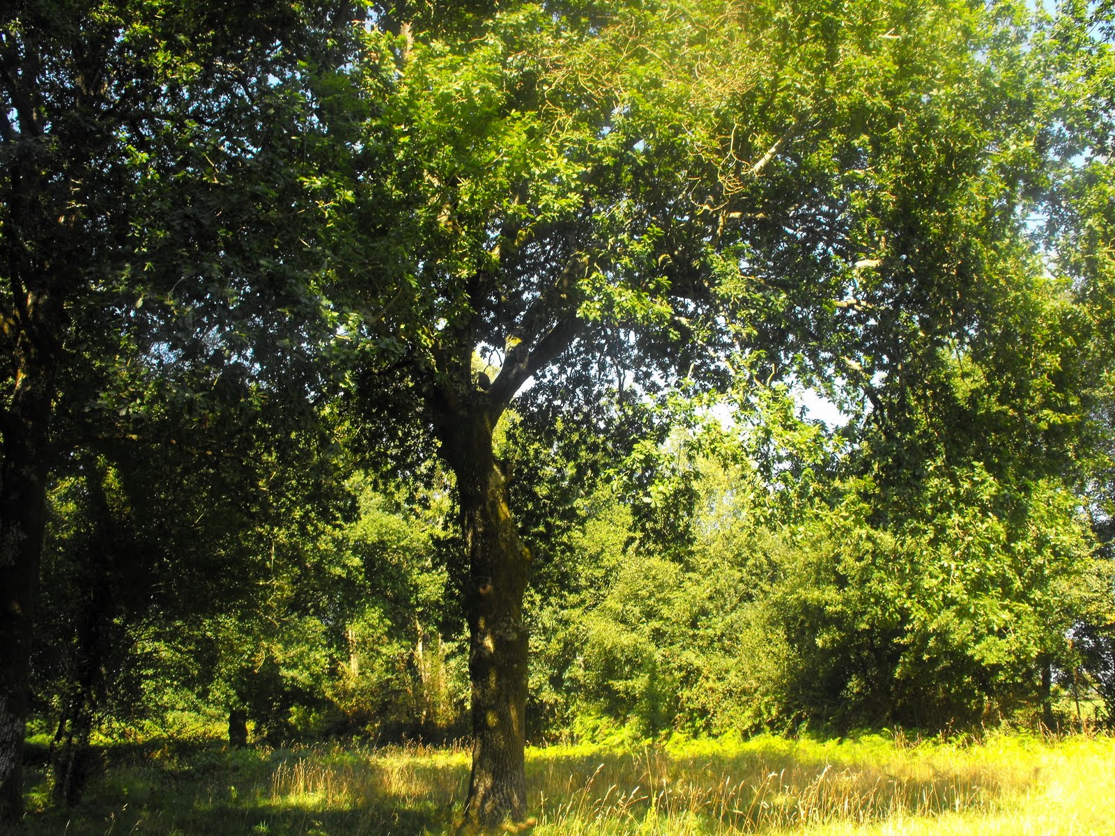 [verde+agosto+17.jpg]