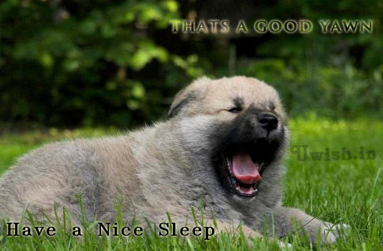 Good Night, Sweet dreams E greetings cards and wishes with cute dog yawning.