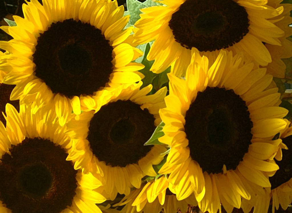 [Sunflowers,+chocolate.jpg]