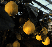 [Lemon+tree.gif]
