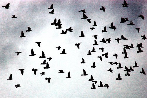 [Flock+of+birds.jpg]