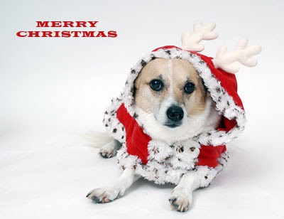 Free Christmas Cards Pet Christmas Cards