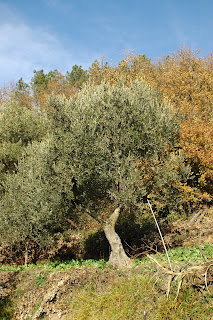 old olive tree