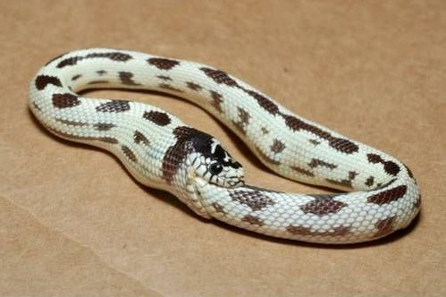 http://4.bp.blogspot.com/_i_0yRDiFxdM/S9fLsG2CT-I/AAAAAAAAAEA/KtkDGHZnXR4/s1600/ouroborus.png