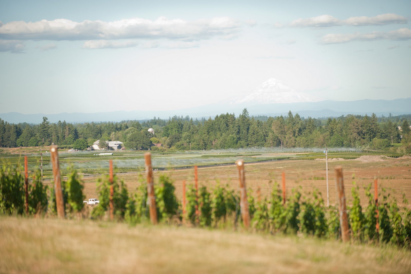 Methven Family Vineyards