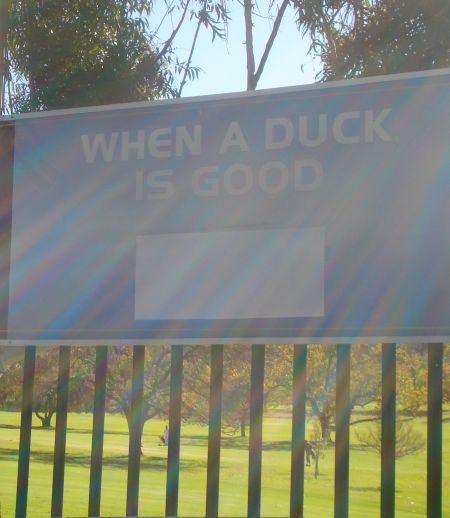 [duck+banner.jpg]