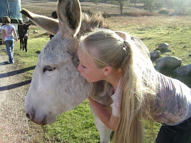 wild burros