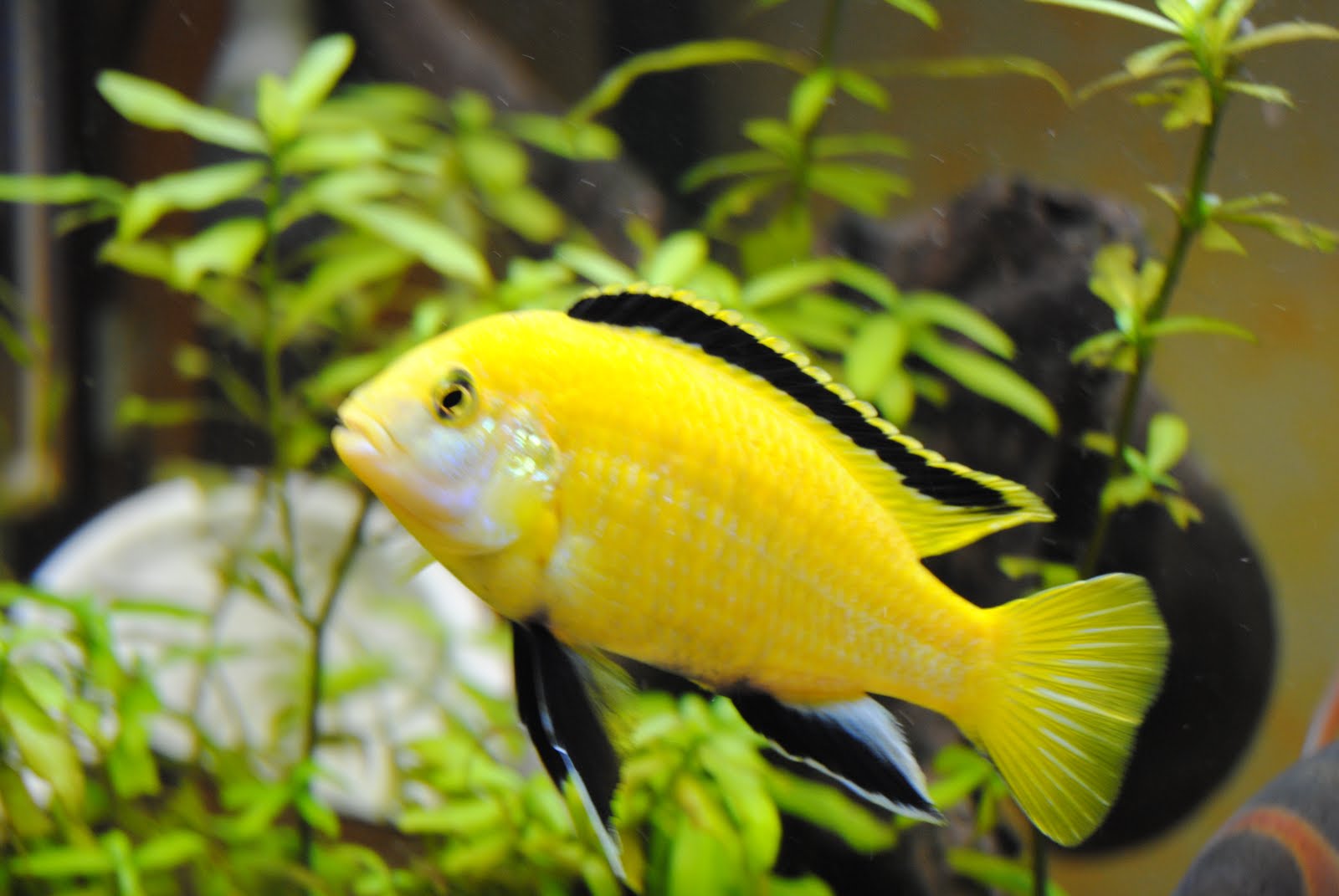 La vie de mon aquarium Fiche Poisson Labidochromis Jaune