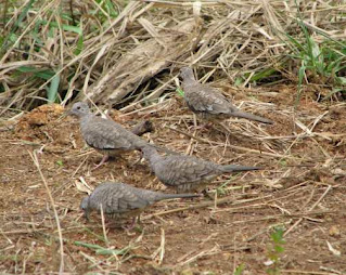 doves in Costa Rica doves in Costa Rica
