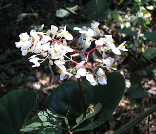 wild begonia wild begonia