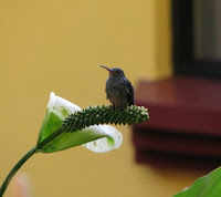 Costa Rica hummingbird Costa Rica hummingbird