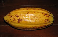 cacao pod cacao pod
