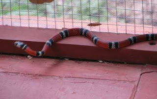 Tropical King Snake Tropical King Snake