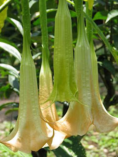 datura flowers datura flowers