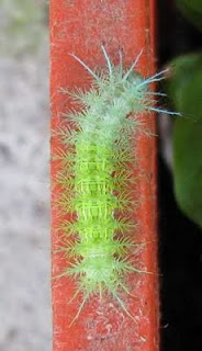 fuzzy green caterpillar in Costa Rica