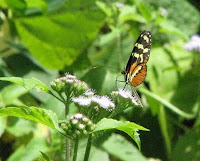Costa Rica butterfly
