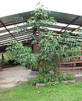 cotton plant cotton plant