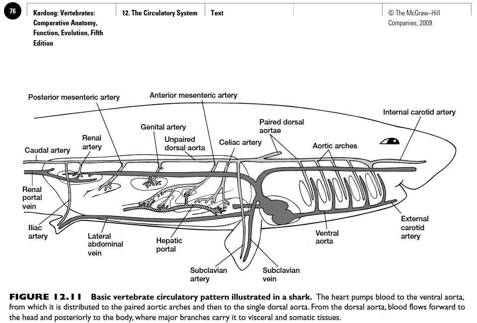Circulatory System Coloring Pages