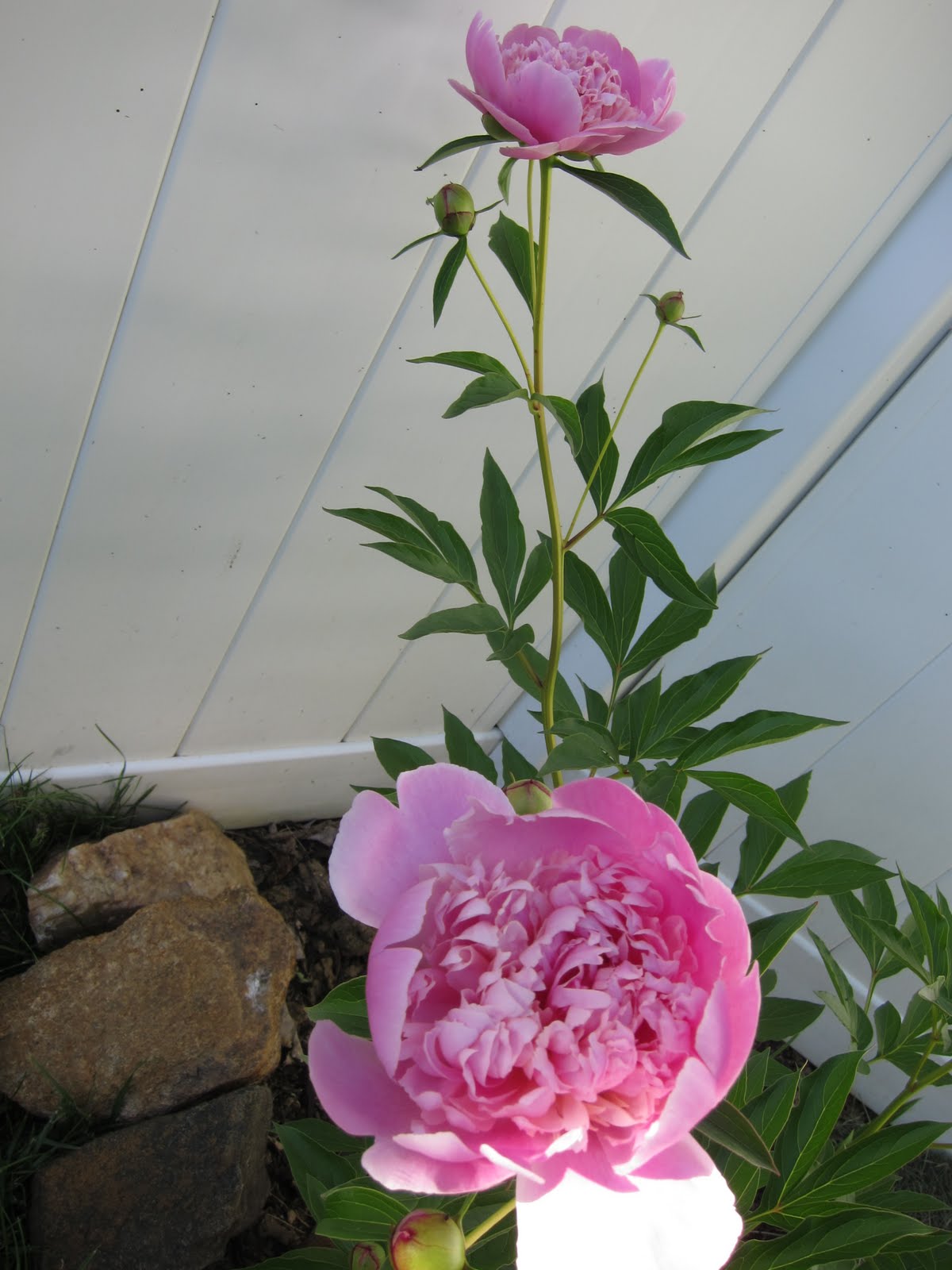 The photo collection favourite flowers