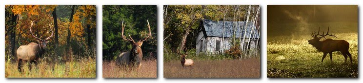 Arkansas Wildlife Photography