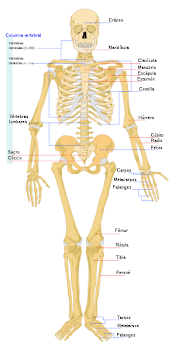 el esqueleto humano