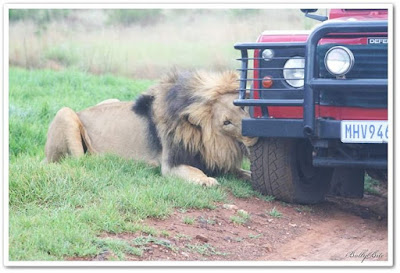 lion attack safari jeep