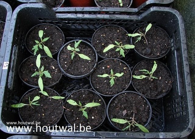 [tomaten_ingepot110406_03+-+kopie.jpg]