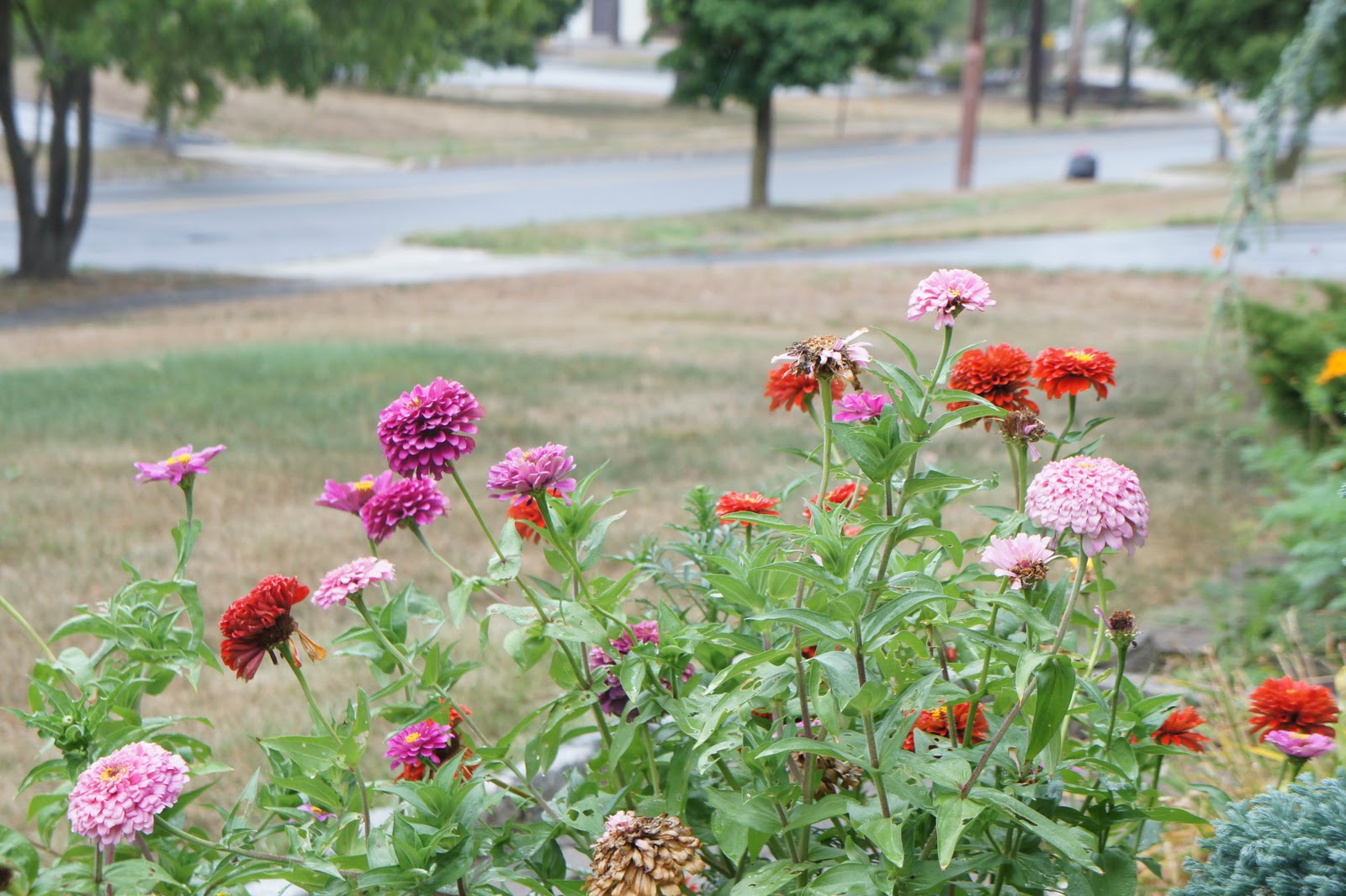 Starflower794 Some Abiotic and Biotic Factors
